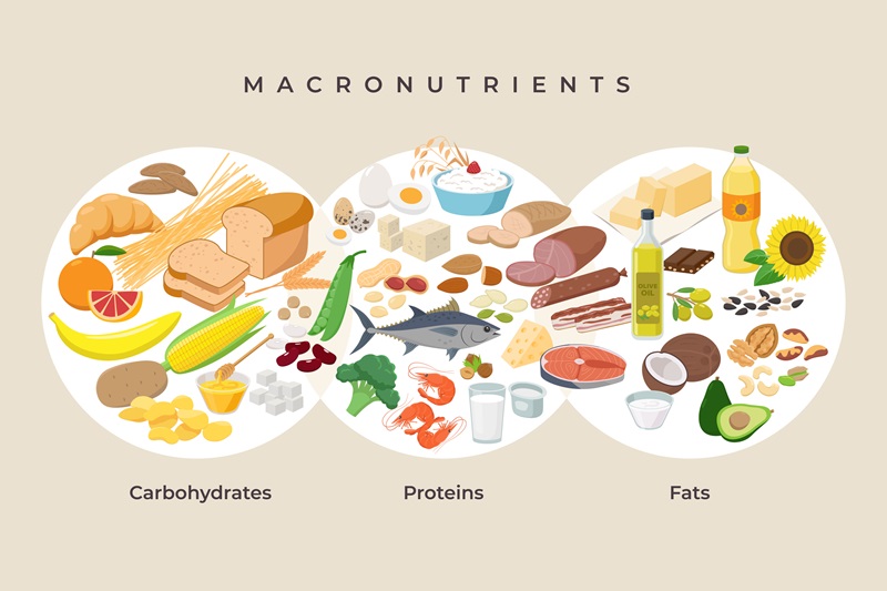 The Best Macros for Weight Loss