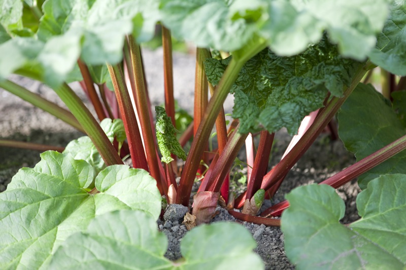 Superfood Spotlight: Unveiling the Health Benefits of Rhubarb